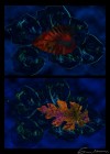 Art Photo 16