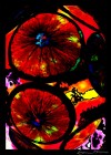 Art Photo 8